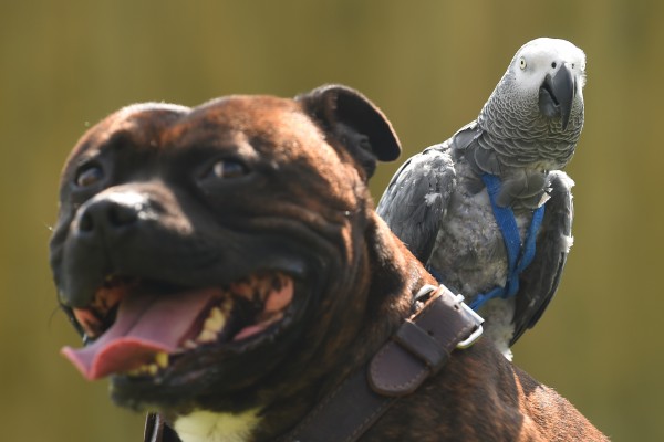 pappagallo e cagnolino