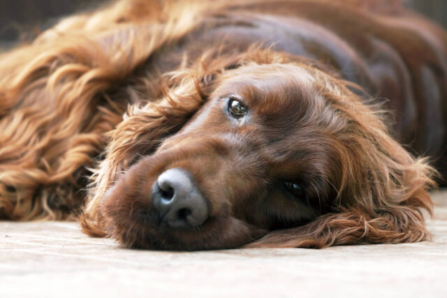 Cane e prurito agli occhi: soluzioni e rimedi