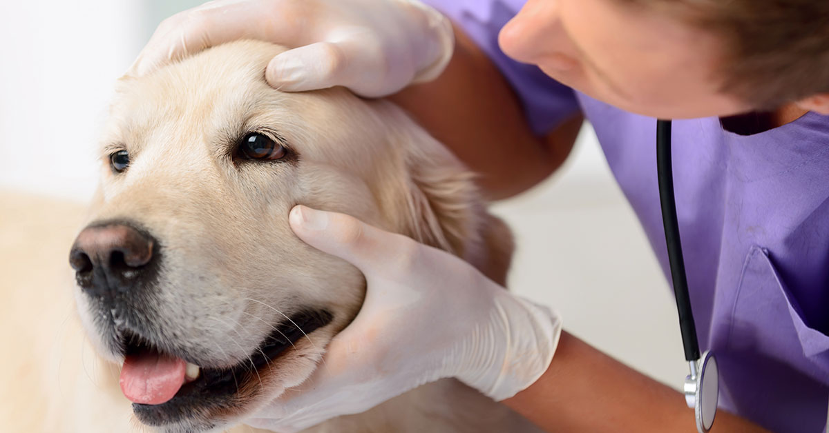 Papilledema nel cane: cause, sintomi, diagnosi e cure