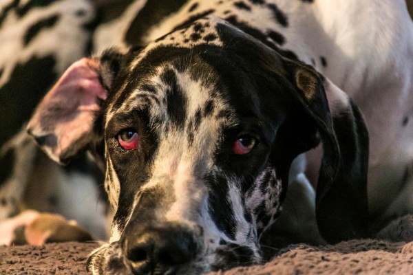 atrofia dell'iride del cane