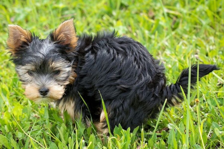 cane fa i bisogni in giardino