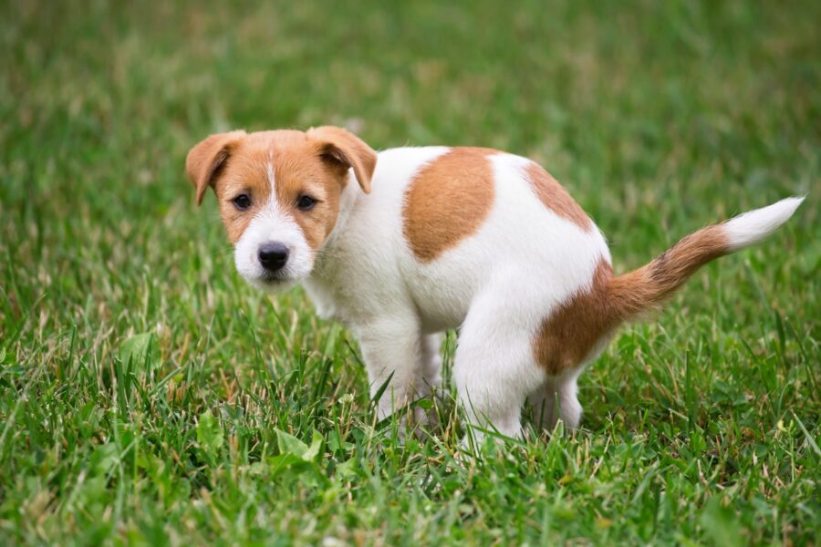 cane fa i bisogni