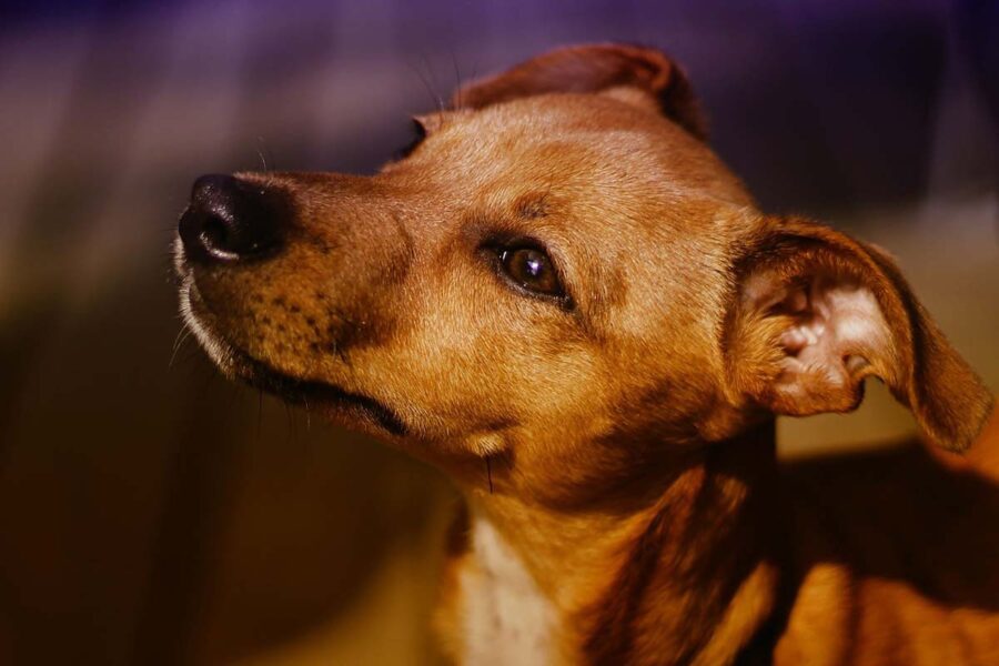 cane guarda in alto