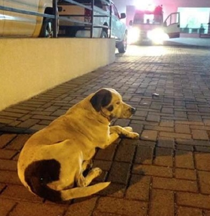 cane-fifo-ospedale