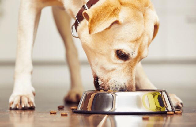 Il cane ha mangiato semi di anguria, è pericoloso?