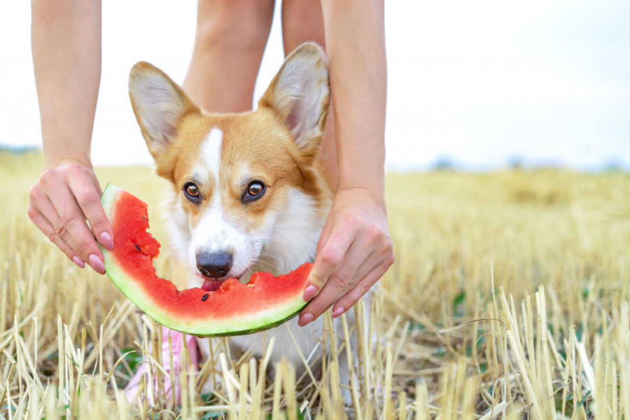 cane viene aiutato a mangiare l'anguria