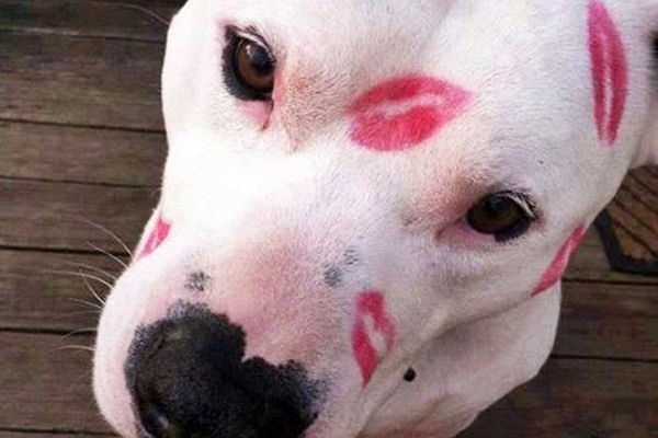 segni di rossetto sul cane