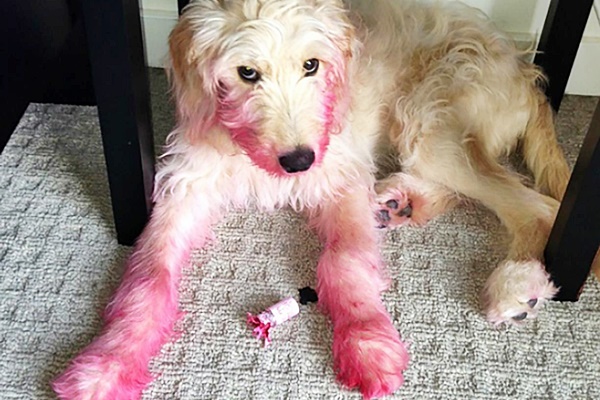 cane tutto sporco di rossetto
