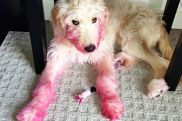 cane tutto sporco di rossetto