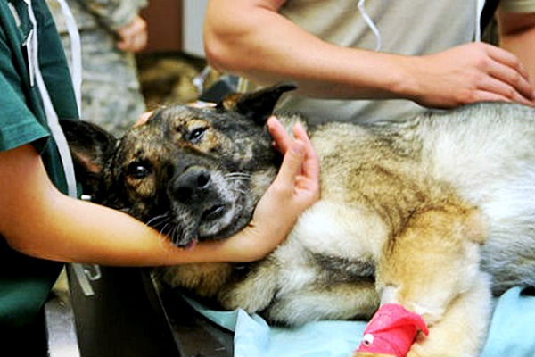 cane dal veterinario