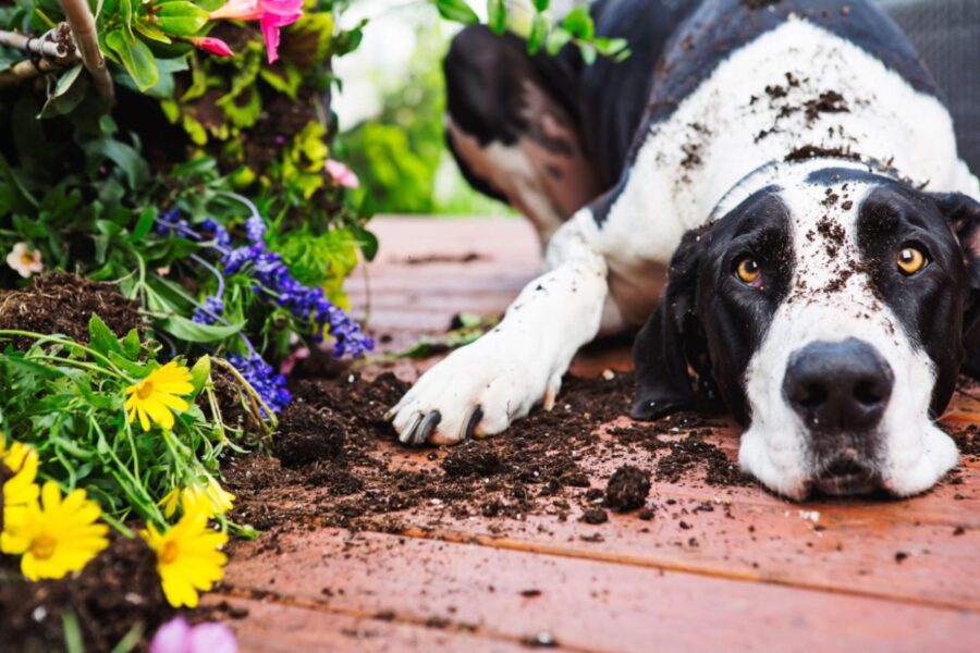 cane ha distrutto le piante