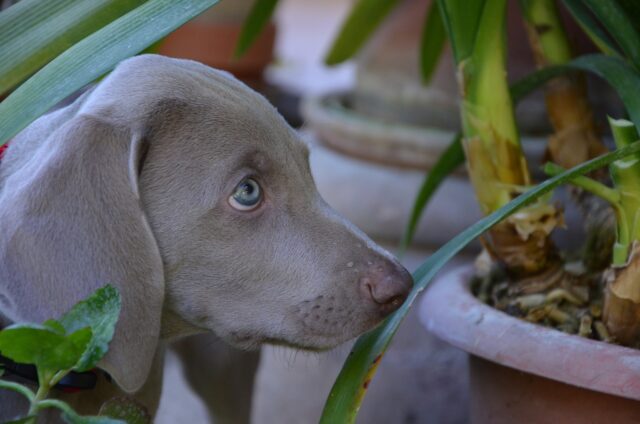 Il cane ha mangiato le ortensie: è pericoloso?