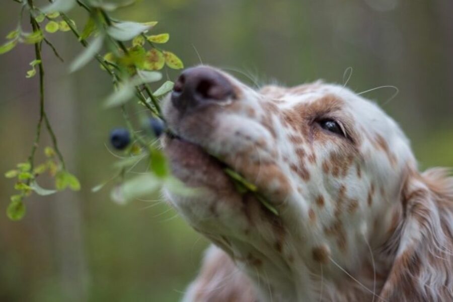 cane nel bosco