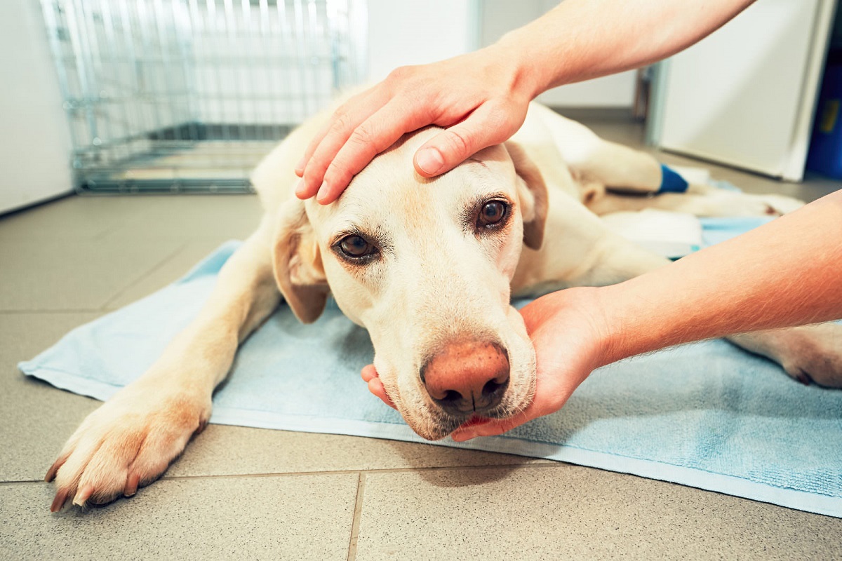 cane con nausea