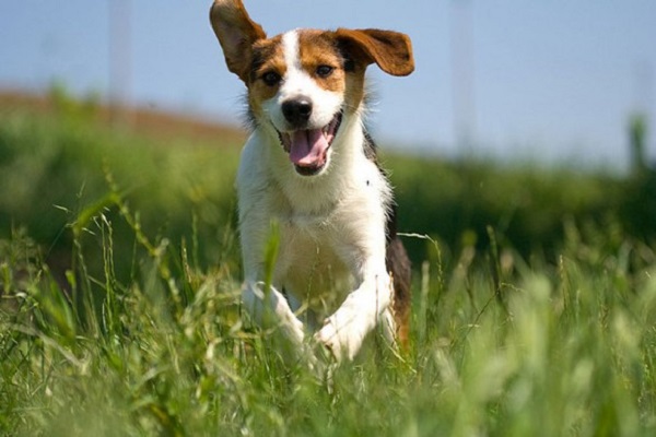 cane jack russel