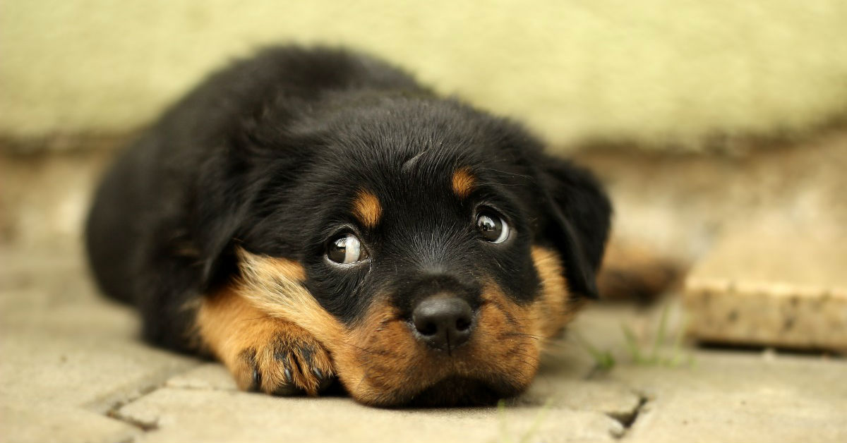 Il cucciolo di cane ha smesso di crescere: cos’è successo?