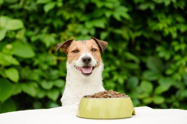 cane e ciotola di croccantini