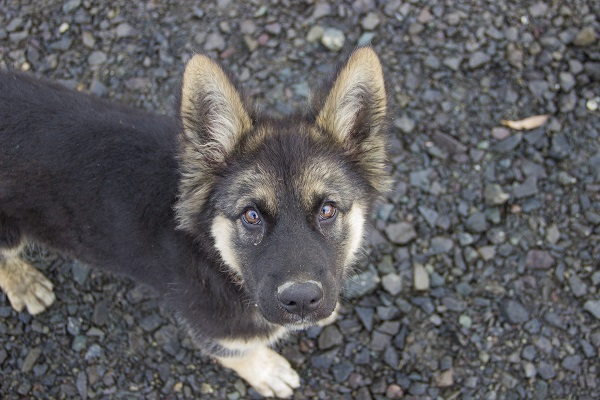 cane pastore tedesco nano