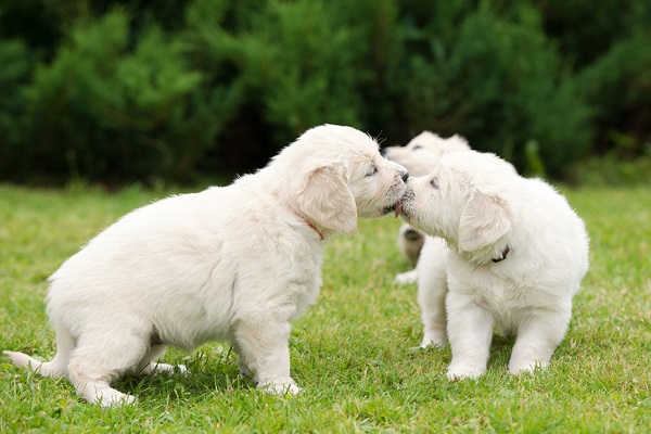 cani empatizzano con gli altri cani