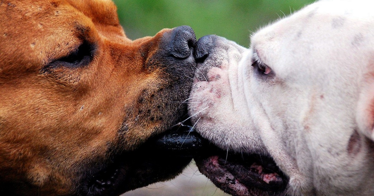 Perché il cane lecca sempre il muso degli altri cani?