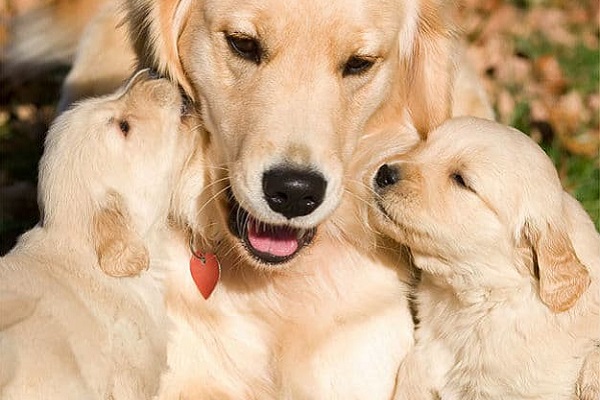 mamma e cuccioli di cane
