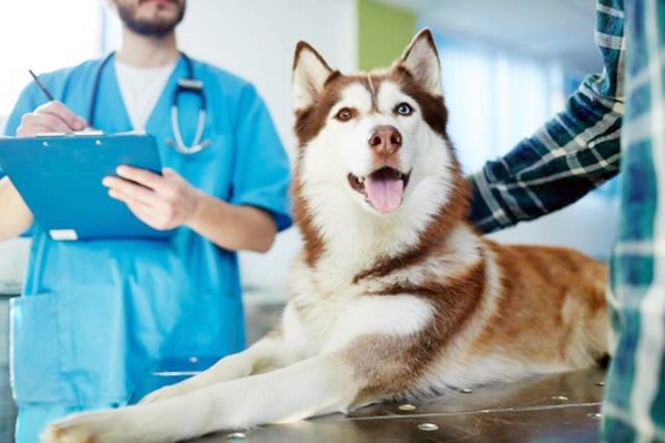 cane in visita dal veterinario