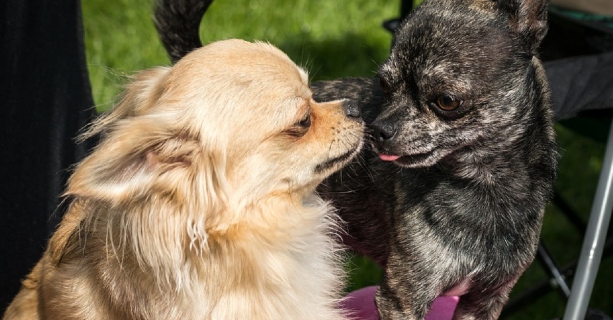 Calmare il cane maschio con una femmina in calore