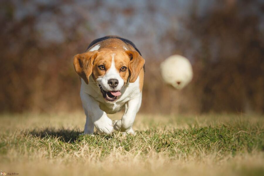 cane rincorre pallina