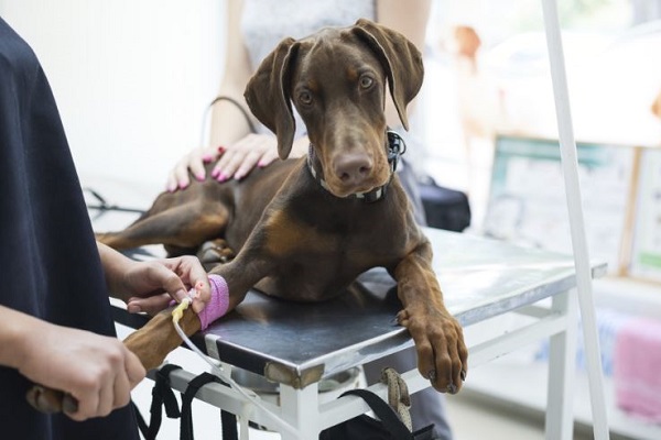 cane che fa l'esame del sangue