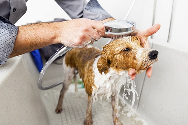 fare il bagno al cane