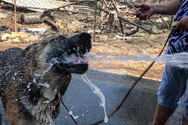 come aiutare cane che ha respirato fumo