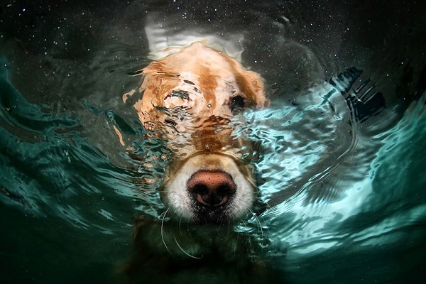 naso del cane in acqua