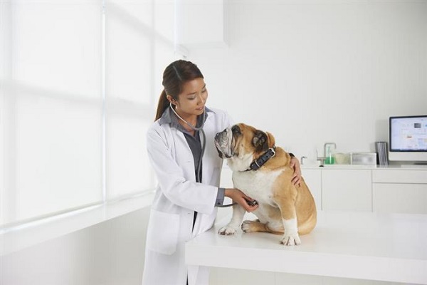 gastroenterite linfocitico-plasmocitica nel cane