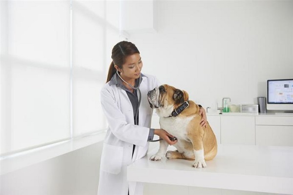 difetto del setto atriale nel cane