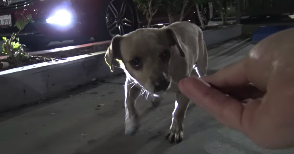 Cane salvato mentre stava elemosinando del cibo fuori un locale