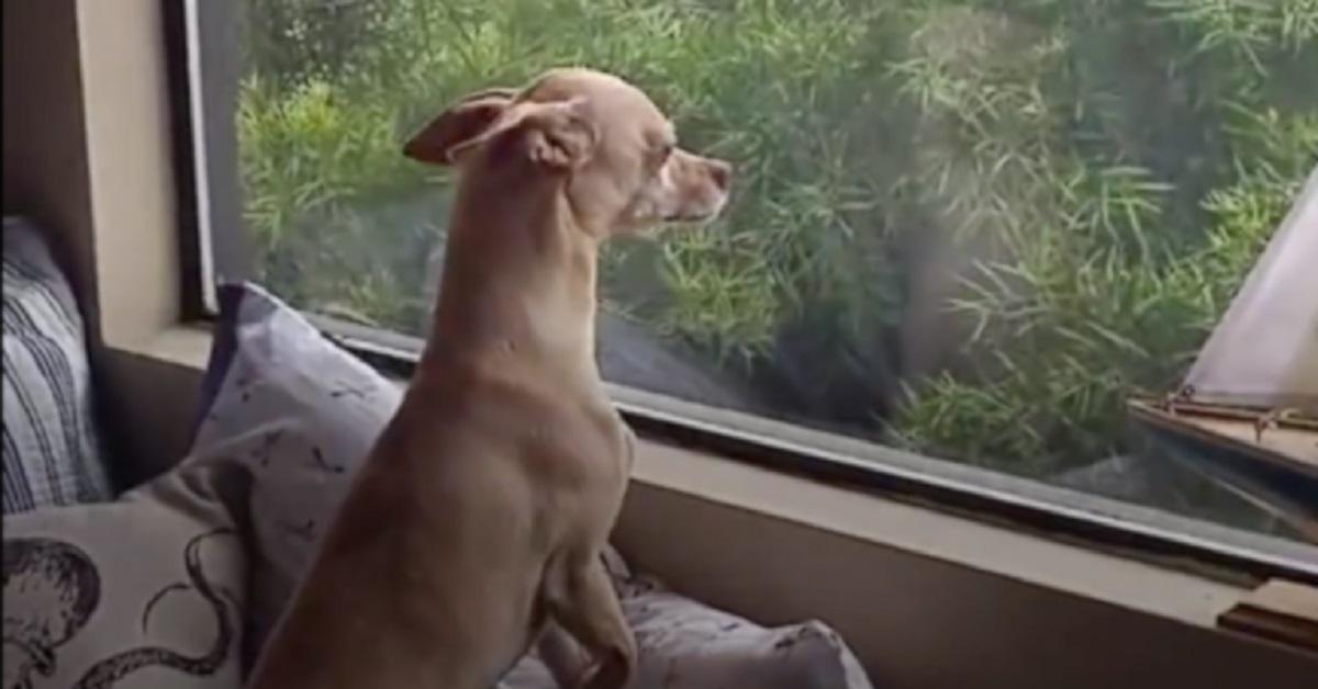 Cane scappa dalla sua nuova casa per trovare la sua prima proprietaria