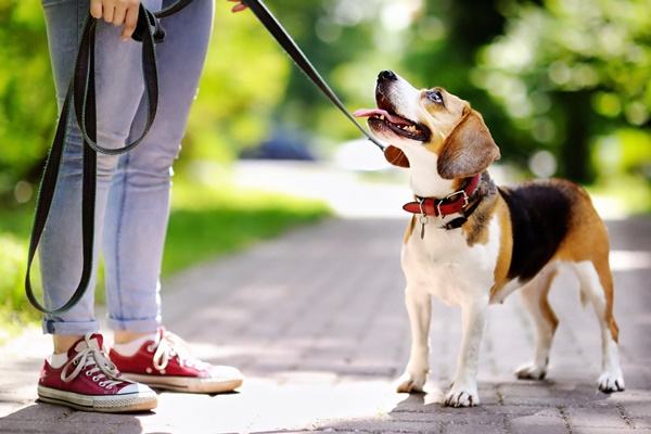 cane che guarda la sua padrona