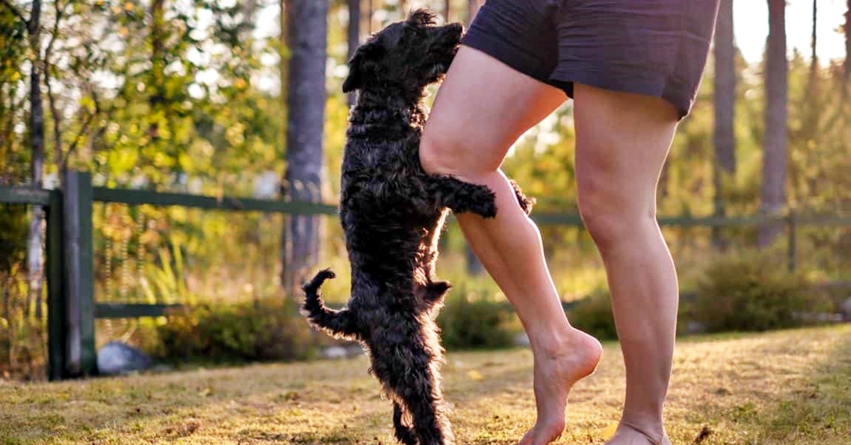 Il cane si accoppia con la gamba: come farlo smettere