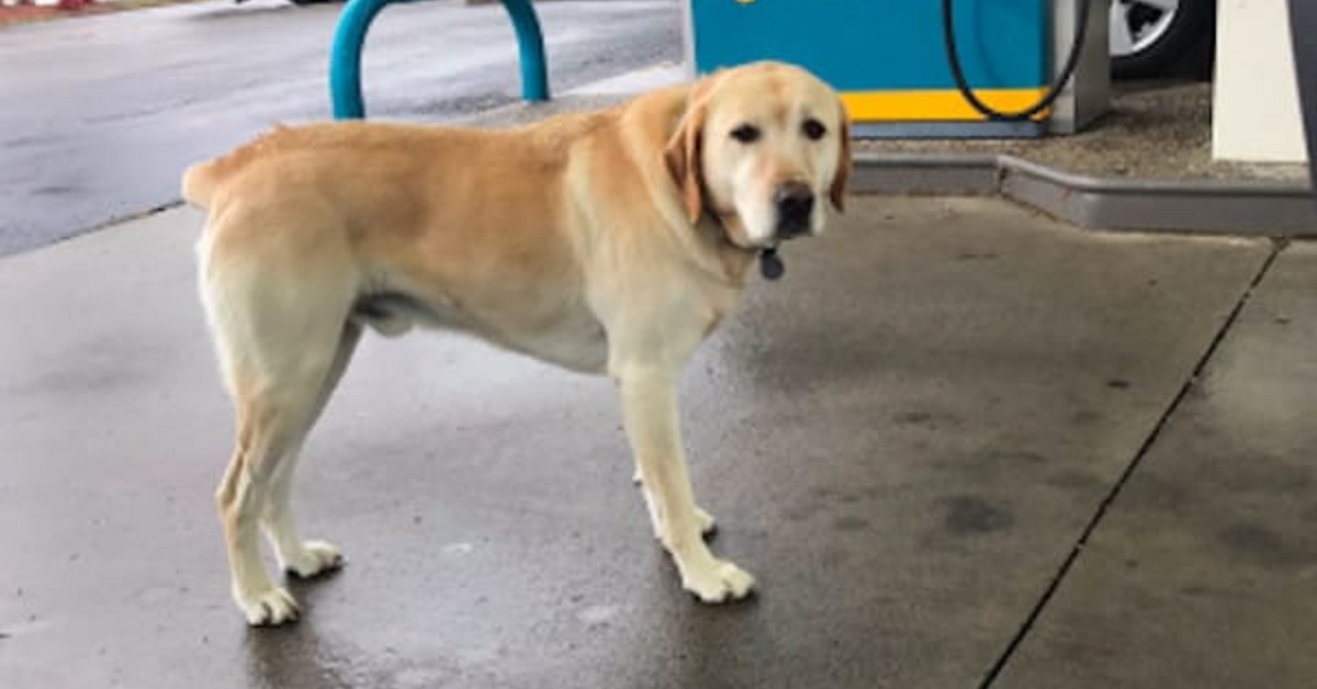 Cane smarrito nella stazione chiede aiuto ad un automobilista