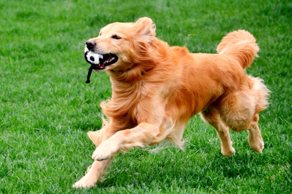 golden retriever che corre