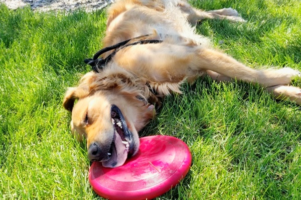 cane molto stanco di giocare