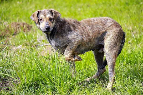 cane che zoppica