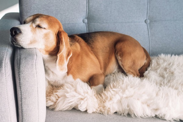cane dorme con testa su divano
