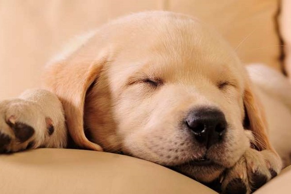 cucciolo di cane dove dorme