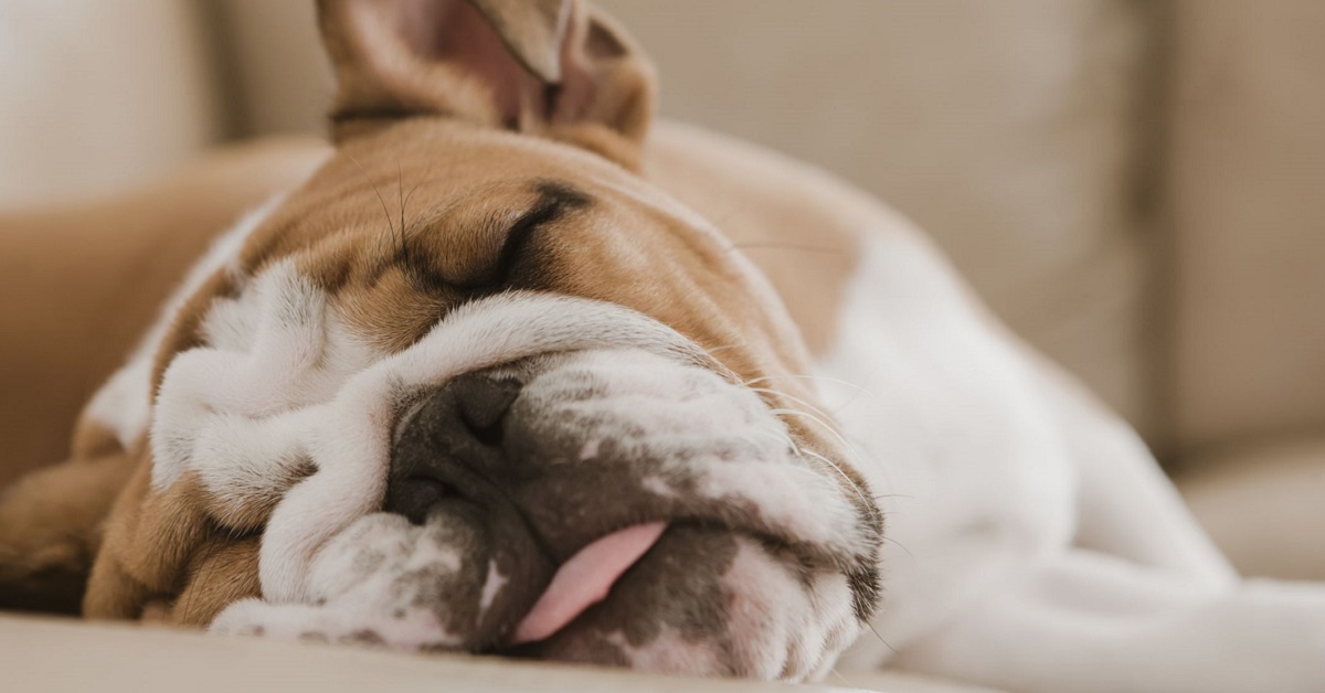 Il cane ulula quando dorme? Ecco cosa significa