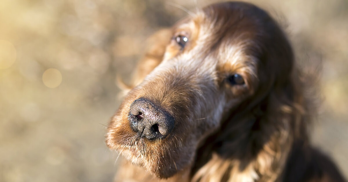 I cani anziani perdono autorità (e lo status di alpha)?