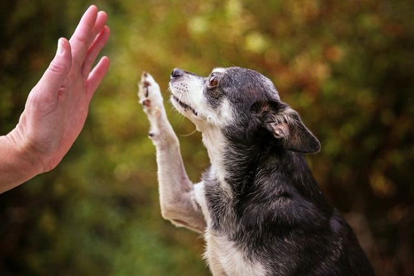 cane dà il cinque