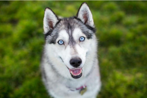 cane che guarda