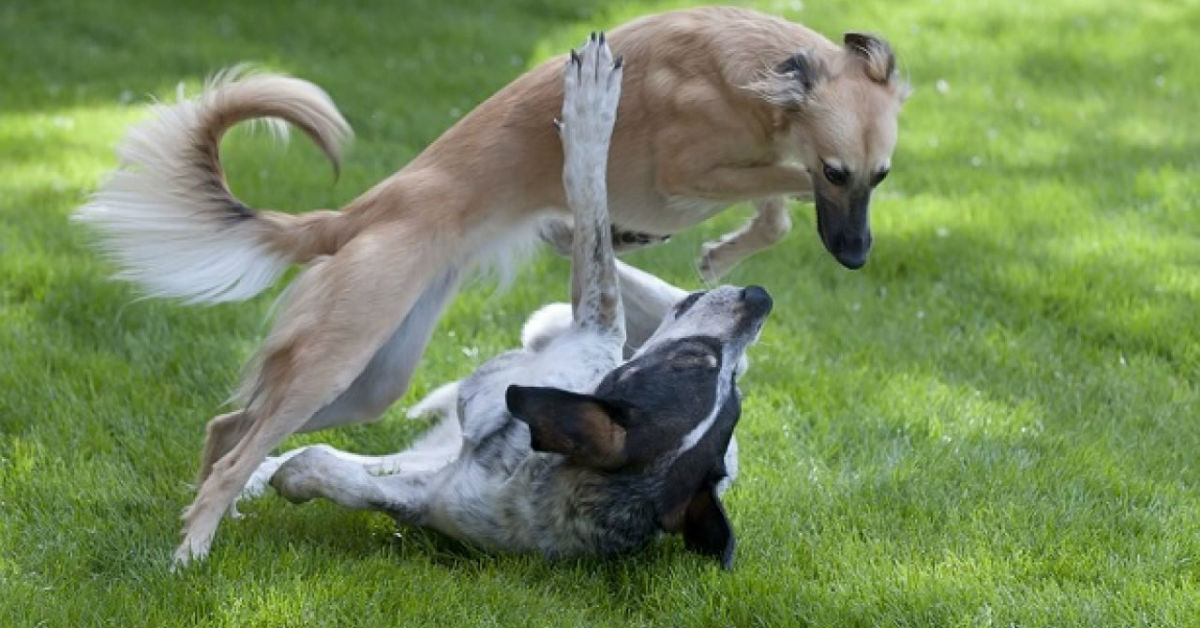 Razze di cani che amano gli altri cani: i più affabili