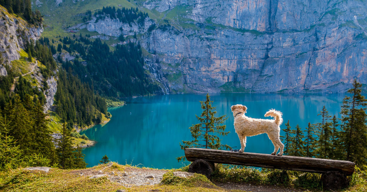 Quali sono le razze di cani che amano le escursioni?